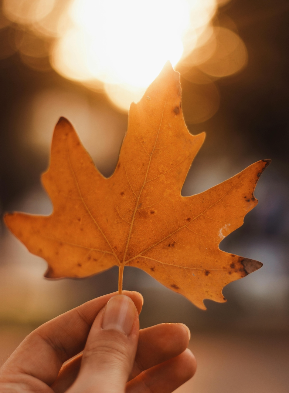 How to Choose the Best Date to Scatter Ashes: Is Autumn the Ideal Time?