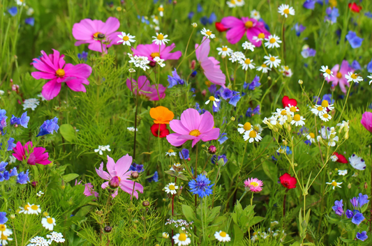 Planning a Springtime Ash-Scattering Ceremony