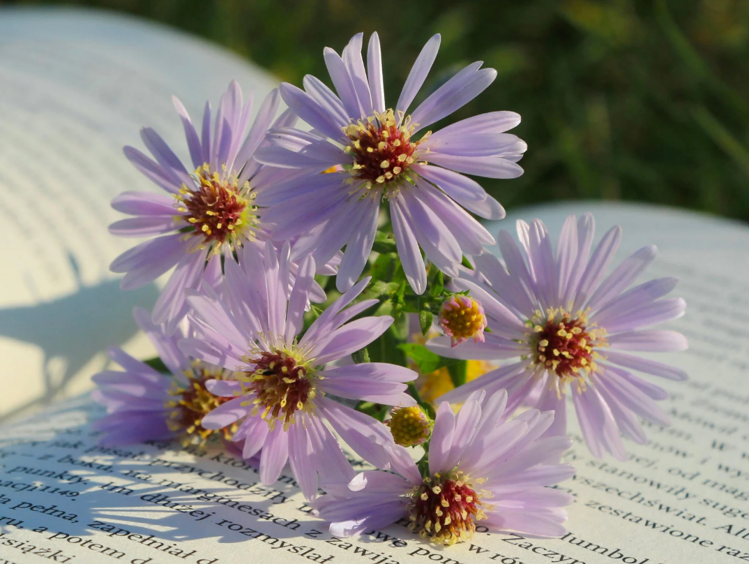 Words for a Scattering Ashes Ceremony: Gentle Sayings for Letting Go