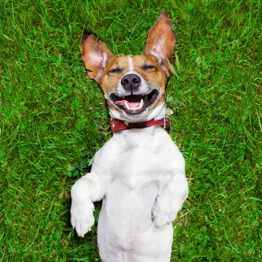 Why Families Choose Keepsake Urns: Sharing Love Across Homes