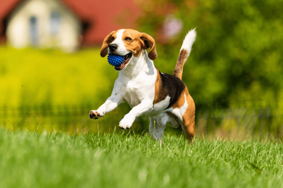 How to Include Your Pet’s Memory in Daily Life