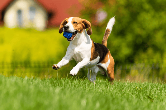 How to Include Your Pet’s Memory in Daily Life