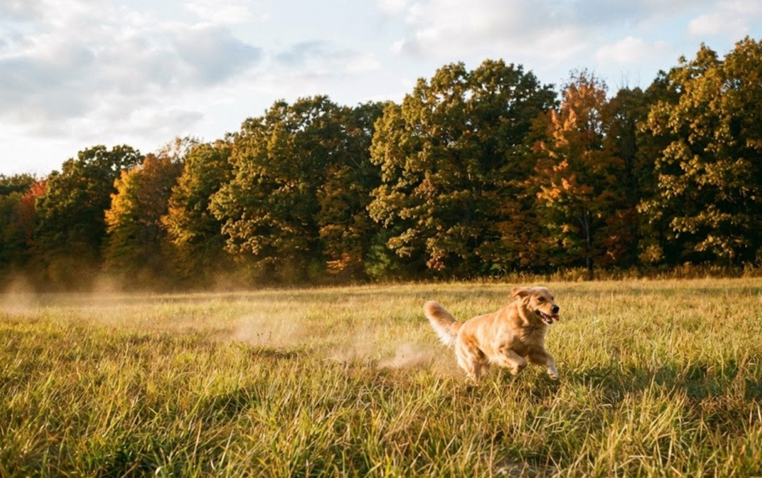 Should I Get Another Pet After Loss? How to Know When You're Ready