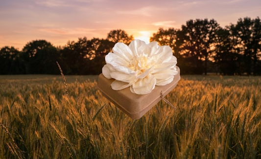 What to Do with Ashes After Cremation: All Your Options Explained