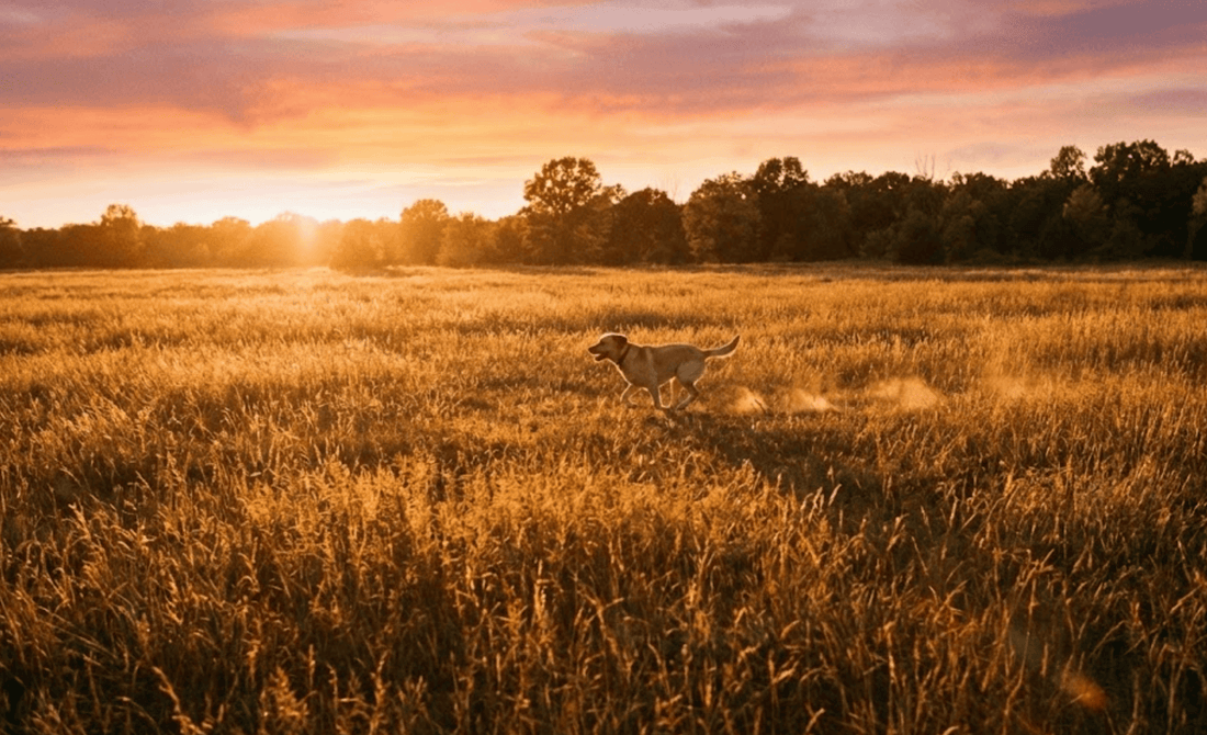 How to Help a Friend Who Just Lost a Pet: Words, Gestures & Meaningful Ways to Show You Care
