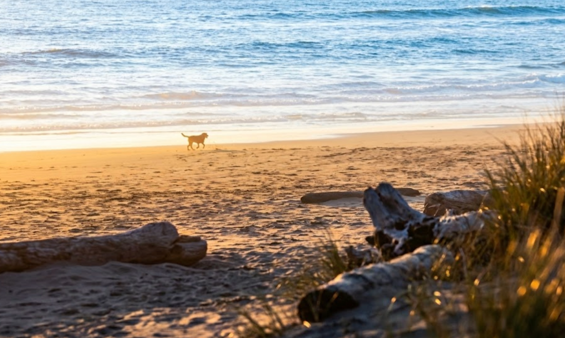 Signs You're Ready to Hold a Memorial for Your Pet: How to Know When the Time Feels Right