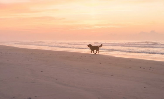 What to Do the Week After Your Pet Dies: A Gentle Guide for the Hardest Days