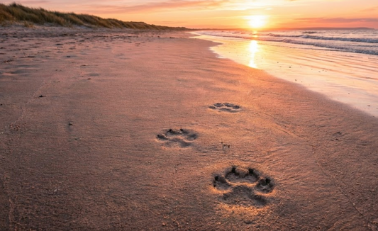 How to Explain Pet Death to a Child: Honest Words, Gentle Rituals, and Ways to Help Them Say Goodbye
