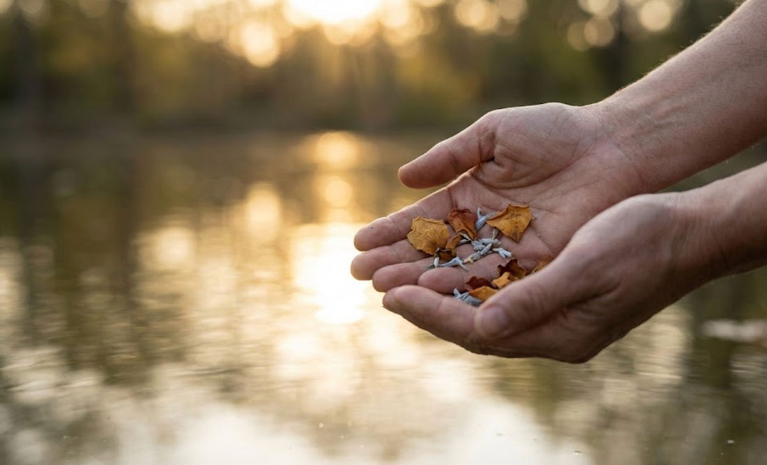 Two hands gently cradling dried flower petals over still water at golden hour during a biodegradable urn ceremony