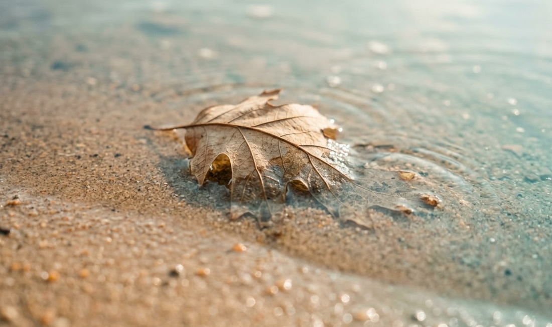 Dried leaf half-submerged in shallow clear water showing dissolution in progress representing how long a biodegradable urn takes to dissolve